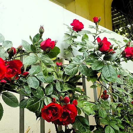 Appartement Tatrzanski Dab Zakopane